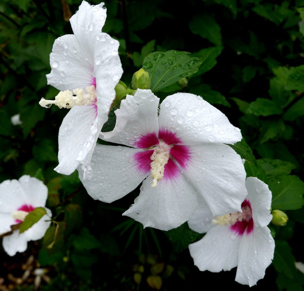 茶花の一つであるムクゲ